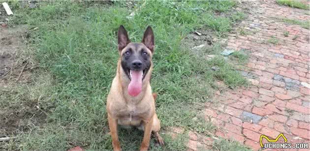 世界四大狼犬—中国原生狼犬名列其中