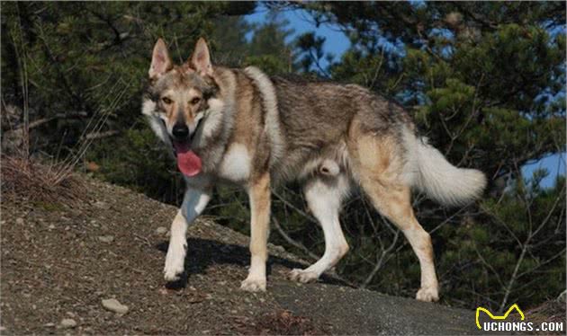 世界四大狼犬—中国原生狼犬名列其中