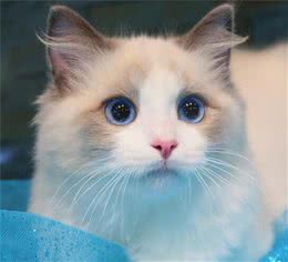 布偶猫有何生活习性？怎样缓解猫咪掉毛的情况呢？太难了