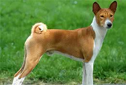 寻根问祖系列（127）：巴仙吉犬（Basenji）