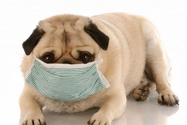 狗狗得了犬窝咳怎么办，能治吗？
