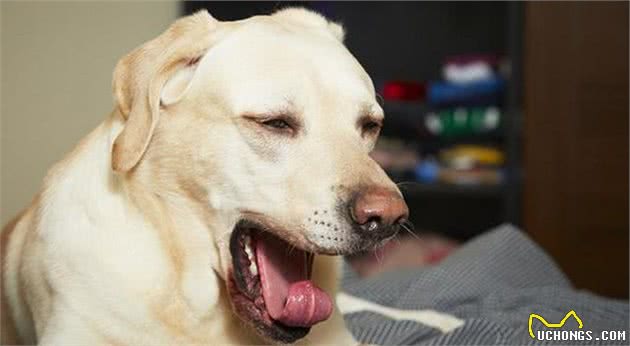 狗狗得了犬窝咳怎么办，能治吗？