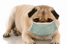 狗狗得了犬窝咳怎么办，能治吗？