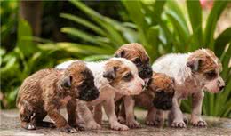 狗狗的毛发护理，你做到位了吗？