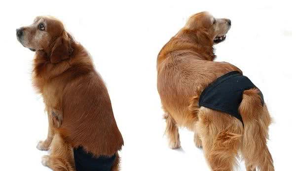 狗来月经一般是多少天？母犬例假的那些事