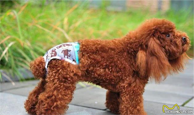狗来月经一般是多少天？母犬例假的那些事