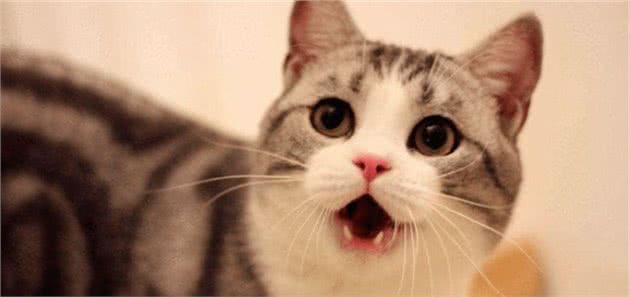 最适合“上班族”养的猫咪，养了它们，就能享受纯粹撸猫乐趣