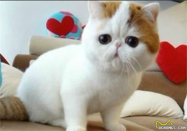 最适合“上班族”养的猫咪，养了它们，就能享受纯粹撸猫乐趣