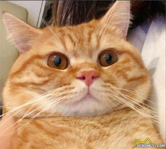 最适合“上班族”养的猫咪，养了它们，就能享受纯粹撸猫乐趣