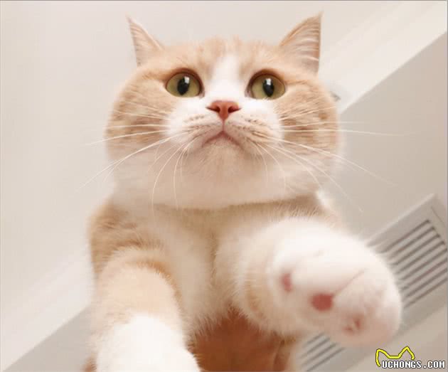 最适合“上班族”养的猫咪，养了它们，就能享受纯粹撸猫乐趣