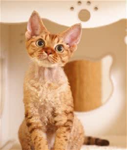 最适合“上班族”养的猫咪，养了它们，就能享受纯粹撸猫乐趣