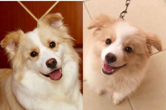 如果你要养边牧，那么你就不能指望这5点了