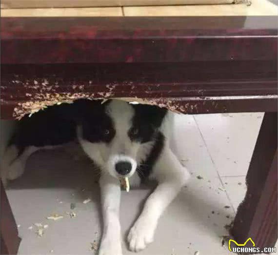 如果你要养边牧，那么你就不能指望这5点了