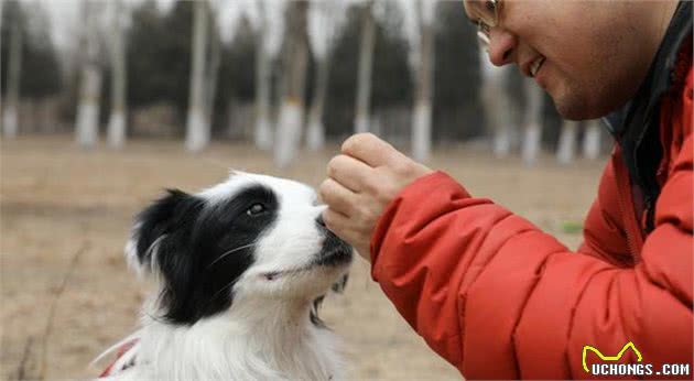 如果你要养边牧，那么你就不能指望这5点了