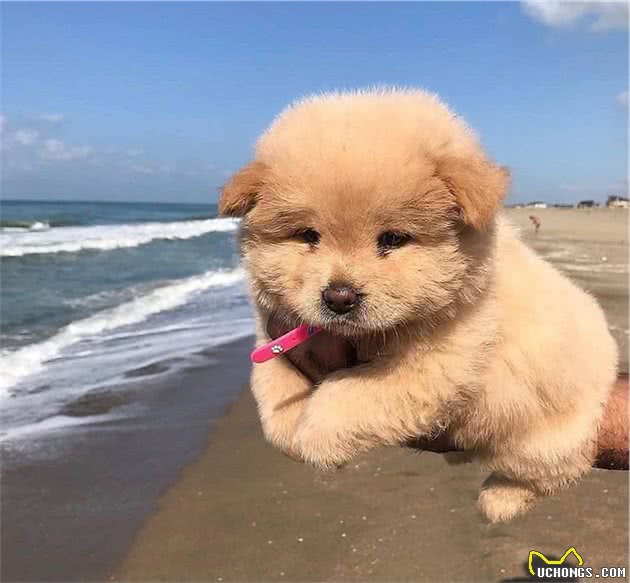 猫狗排泄后，为什么会刨沙？狗与猫的这一行为有什么不同？