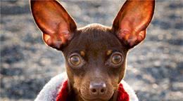 小鹿犬多大来月经是啥样