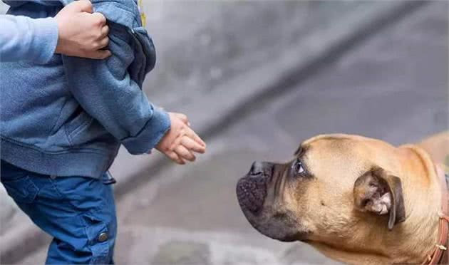 鲜为人知的5种“恶犬”，遇上都要躲，别招惹它们