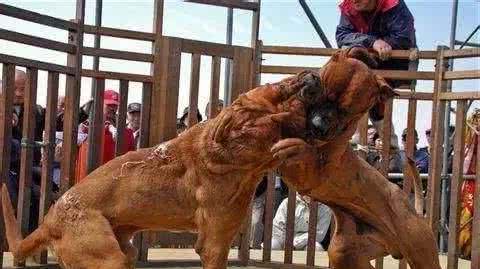 鲜为人知的5种“恶犬”，遇上都要躲，别招惹它们