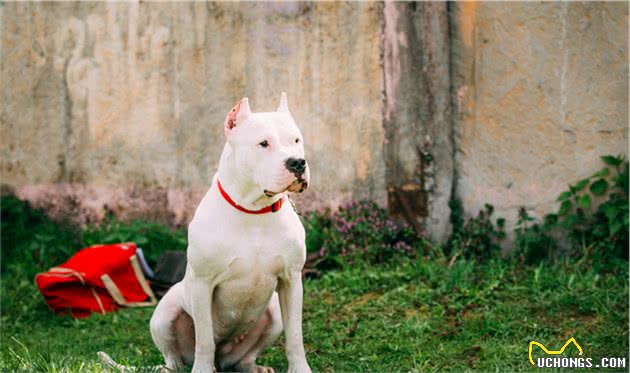鲜为人知的5种“恶犬”，遇上都要躲，别招惹它们