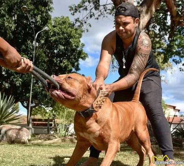 鲜为人知的5种“恶犬”，遇上都要躲，别招惹它们
