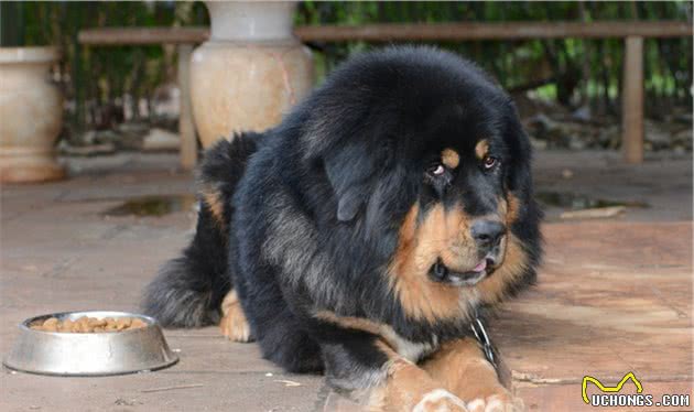鲜为人知的5种“恶犬”，遇上都要躲，别招惹它们