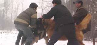 鲜为人知的5种“恶犬”，遇上都要躲，别招惹它们