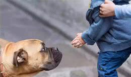 鲜为人知的5种“恶犬”，遇上都要躲，别招惹它们