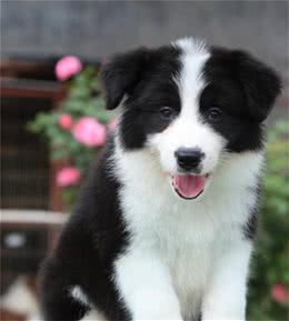 智商第一—边境牧羊犬为什么这么贵