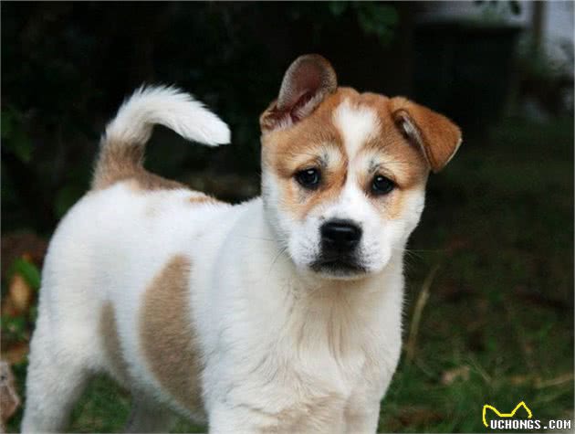 没落的守护神—救救正在边缘化的中华田园犬