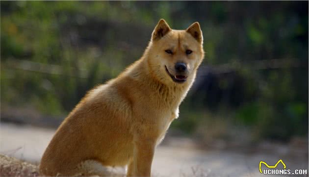 适合女生养的7种“中大型犬”，好看又不失温柔，你最爱哪只？
