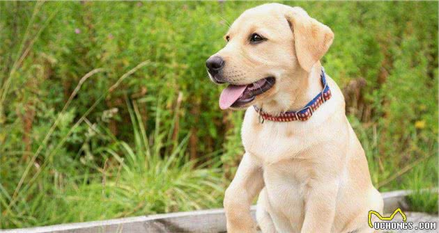 适合女生养的7种“中大型犬”，好看又不失温柔，你最爱哪只？