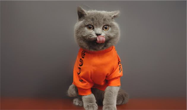 清理猫咪耳道，一招让猫咪乖乖配合