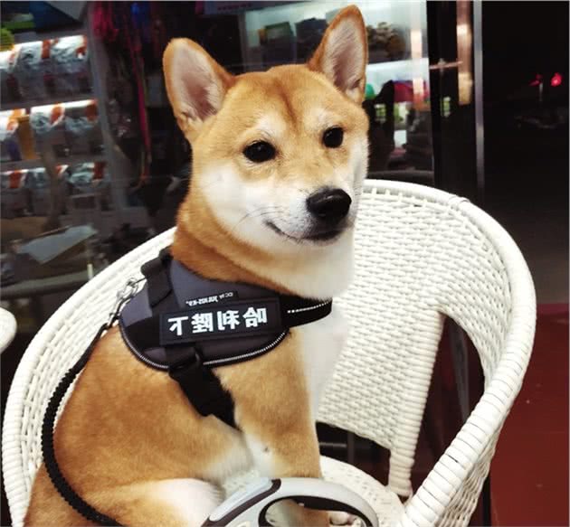 孩子和宠物相处，这些一定要教导它