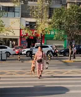 一大妈拎着狗过马路，总觉得画面似曾相识：过于真实了