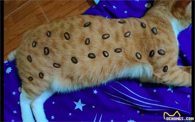 橘猫一觉醒来变豹猫，大橘：我变强了也变贵了