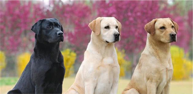 想养中大型犬？向你介绍6种狗狗，总有一款让你心动