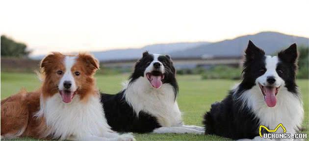 想养中大型犬？向你介绍6种狗狗，总有一款让你心动