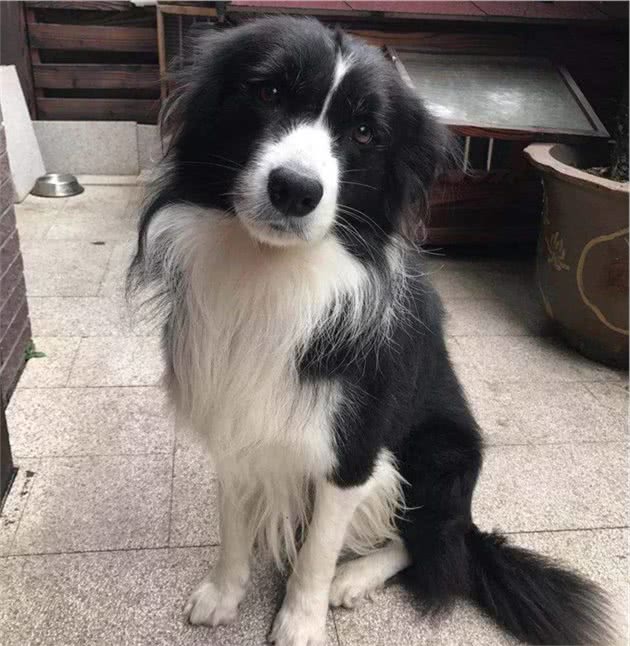 狗狗走丢了怎么办？先别慌，试试用这7种方法找回爱犬