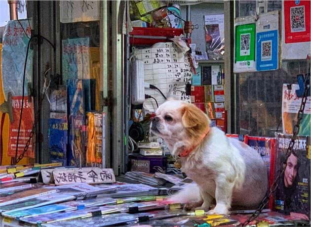 狗狗走丢了怎么办？先别慌，试试用这7种方法找回爱犬