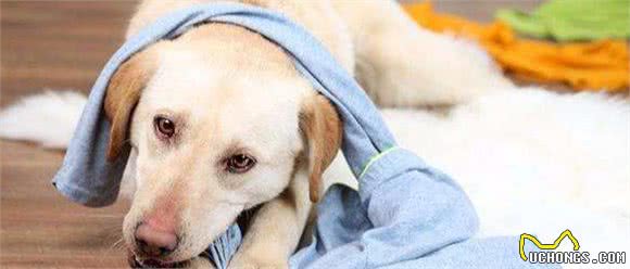 狗狗走丢了怎么办？先别慌，试试用这7种方法找回爱犬