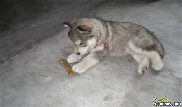 狗狗因病去世后，主人把它的眉心毛做成吊坠，只为留住……