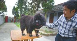 身价百万的藏獒，如今跌破底价，无人问津，源于这几点