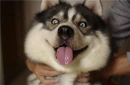 怎么和狗子“搞好关系”？这6点很关键