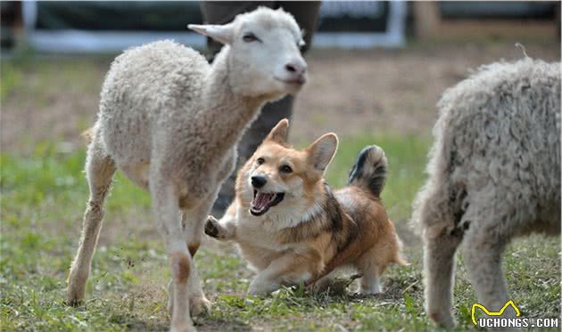 狗因人而改变，柯基是牧羊犬的秘密，就藏在它的短腿里