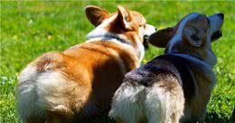 狗因人而改变，柯基是牧羊犬的秘密，就藏在它的短腿里