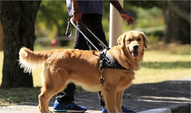 导盲犬的九九八十一难，为帮助人类，它们需要经过怎样的训练