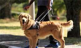 导盲犬的九九八十一难，为帮助人类，它们需要经过怎样的训练