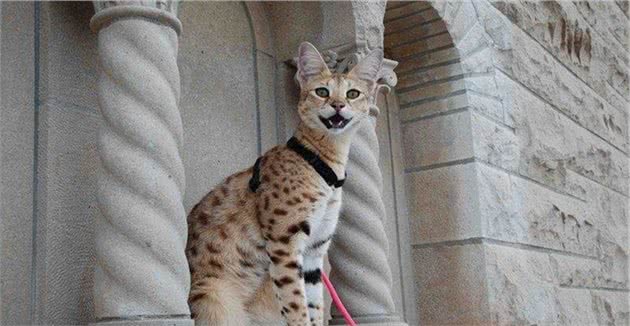 它是世界上最大的家养猫，可原地跃起2米以上，深受国外皇室喜爱