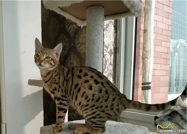它是世界上最大的家养猫，可原地跃起2米以上，深受国外皇室喜爱