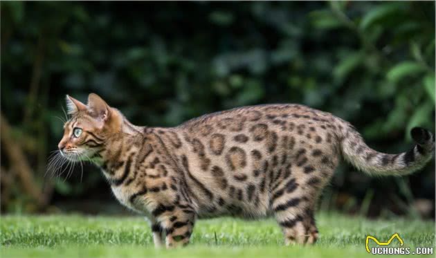 它是世界上最大的家养猫，可原地跃起2米以上，深受国外皇室喜爱